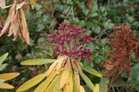 06-07-2009 : Tenerife, Jour 05, la Ladera de Güimar, Mirador Don Martin, Corona Forestal