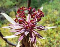 06-12-2001 : Tenerife, Jour 03, Barranco del infernio près d'Adeje
