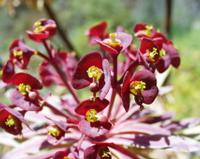 06-12-2001 : Tenerife, Jour 03, Barranco del infernio près d'Adeje