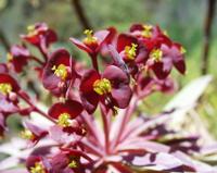 06-12-2001 : Tenerife, Jour 03, Barranco del infernio près d'Adeje