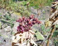 06-12-2001 : Tenerife, Jour 03, Barranco del infernio près d'Adeje