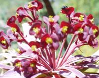 06-12-2001 : Tenerife, Jour 03, Barranco del infernio près d'Adeje