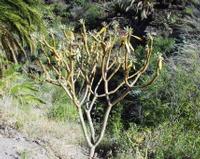 06-14-2001 : Tenerife, Jour 05, Barranco de Masca, plaine côtière NO
