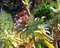 06-14-2001 : Tenerife, Jour 05, Barranco de Masca, plaine côtière NO