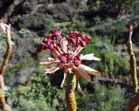 06-14-2001 : Tenerife, Jour 05, Barranco de Masca, plaine côtière NO
