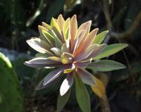 06-14-2001 : Tenerife, Jour 05, Barranco de Masca, plaine côtière NO