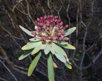 06-14-2001 : Tenerife, Jour 05, Barranco de Masca, plaine côtière NO
