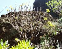 06-14-2001 : Tenerife, Jour 05, Barranco de Masca, plaine côtière NO