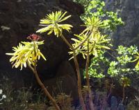 06-14-2001 : Tenerife, Jour 05, Barranco de Masca, plaine côtière NO