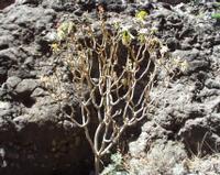 06-14-2001 : Tenerife, Jour 05, Barranco de Masca, plaine côtière NO