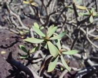 06-11-2001 : Tenerife, Jour 02, Montaña roja, déjeuner versant Sud, la Caldera du Teide