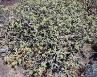 06-11-2001 : Tenerife, Jour 02, Montaña roja, déjeuner versant Sud, la Caldera du Teide