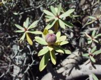 06-11-2001 : Tenerife, Jour 02, Montaña roja, déjeuner versant Sud, la Caldera du Teide