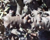 06-11-2001 : Tenerife, Jour 02, Montaña roja, déjeuner versant Sud, la Caldera du Teide