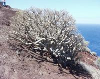06-11-2001 : Tenerife, Jour 02, Montaña roja, déjeuner versant Sud, la Caldera du Teide