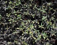 06-11-2001 : Tenerife, Jour 02, Montaña roja, déjeuner versant Sud, la Caldera du Teide