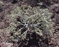 06-11-2001 : Tenerife, Jour 02, Montaña roja, déjeuner versant Sud, la Caldera du Teide
