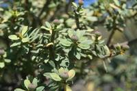 06-03-2009 : Tenerife, Jour 01, Garachico, Montaña de Taco, Punta de Teno, Masca