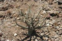 06-03-2009 : Tenerife, Jour 01, Garachico, Montaña de Taco, Punta de Teno, Masca