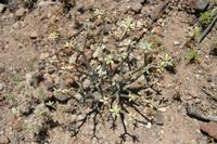06-03-2009 : Tenerife, Jour 01, Garachico, Montaña de Taco, Punta de Teno, Masca