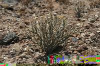 06-03-2009 : Tenerife, Jour 01, Garachico, Montaña de Taco, Punta de Teno, Masca