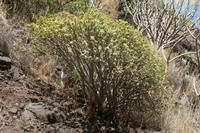 06-06-2009 : Tenerife, Jour 04, Mirador de Jardina, Parque rural d'Anaga, Forêt pluviale