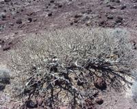 06-11-2001 : Tenerife, Jour 02, Montaña roja, déjeuner versant Sud, la Caldera du Teide
