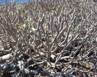 06-11-2001 : Tenerife, Jour 02, Montaña roja, déjeuner versant Sud, la Caldera du Teide