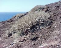 06-11-2001 : Tenerife, Jour 02, Montaña roja, déjeuner versant Sud, la Caldera du Teide