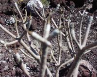 06-11-2001 : Tenerife, Jour 02, Montaña roja, déjeuner versant Sud, la Caldera du Teide