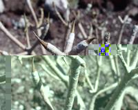 06-11-2001 : Tenerife, Jour 02, Montaña roja, déjeuner versant Sud, la Caldera du Teide