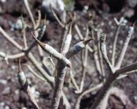 06-11-2001 : Tenerife, Jour 02, Montaña roja, déjeuner versant Sud, la Caldera du Teide