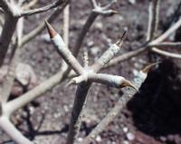 06-11-2001 : Tenerife, Jour 02, Montaña roja, déjeuner versant Sud, la Caldera du Teide