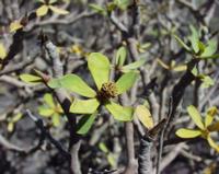 06-11-2001 : Tenerife, Jour 02, Montaña roja, déjeuner versant Sud, la Caldera du Teide
