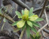 06-14-2001 : Tenerife, Jour 05, Barranco de Masca, plaine côtière NO