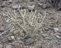 06-14-2001 : Tenerife, Jour 05, Barranco de Masca, plaine côtière NO