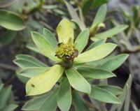 06-14-2001 : Tenerife, Jour 05, Barranco de Masca, plaine côtière NO