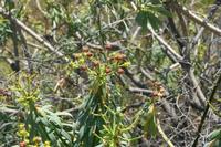 06-05-2009 : Tenerife, Jour 03, El Buen Paso, Mirador de Lomo Molino, Mirador de la Monja