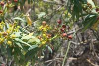 06-05-2009 : Tenerife, Jour 03, El Buen Paso, Mirador de Lomo Molino, Mirador de la Monja
