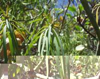 06-12-2001 : Tenerife, Jour 03, Barranco del infernio près d'Adeje