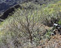 06-12-2001 : Tenerife, Jour 03, Barranco del infernio près d'Adeje