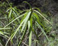 06-12-2001 : Tenerife, Jour 03, Barranco del infernio près d'Adeje