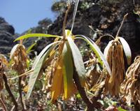 06-12-2001 : Tenerife, Jour 03, Barranco del infernio près d'Adeje