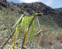 06-12-2001 : Tenerife, Jour 03, Barranco del infernio près d'Adeje