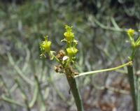 06-12-2001 : Tenerife, Jour 03, Barranco del infernio près d'Adeje
