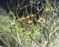 06-12-2001 : Tenerife, Jour 03, Barranco del infernio près d'Adeje