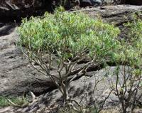 06-14-2001 : Tenerife, Jour 05, Barranco de Masca, plaine côtière NO