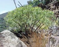 06-14-2001 : Tenerife, Jour 05, Barranco de Masca, plaine côtière NO