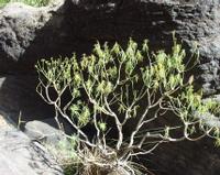 06-14-2001 : Tenerife, Jour 05, Barranco de Masca, plaine côtière NO