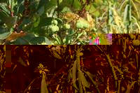 05-23-2009 : La Palma, Jour 01, Breña Baja, Mazo, la Montaña